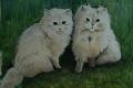 White Kittens